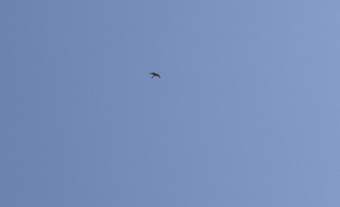 Falco peregrinus